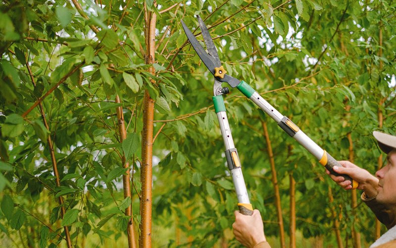 Tree trimming in Chokoloskee, FL